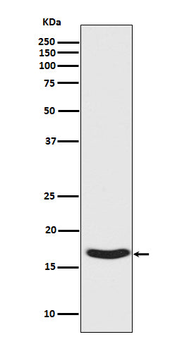 Phospho-alpha Synuclein (S129) (15T7) Rabbit Monoclonal Antibody
