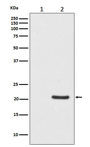 Phospho-Bad (S112) (4M2) Rabbit Monoclonal Antibody