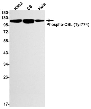Phospho-CBL (Y774) (15T16) Rabbit Monoclonal Antibody