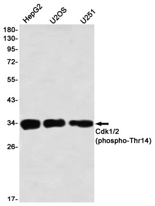 Phospho-CDK1/2 (Thr14) (5Z8) Rabbit Monoclonal Antibody
