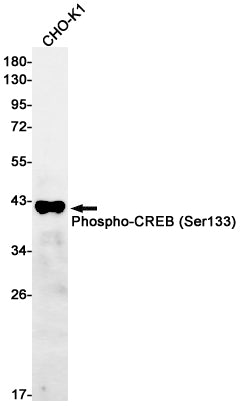 Phospho-CREB (Ser133) (11Z4) Rabbit Monoclonal Antibody