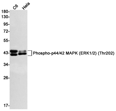 Phospho-ERK1 (T202) + ERK2 (T185) (4L5) Rabbit Monoclonal Antibody