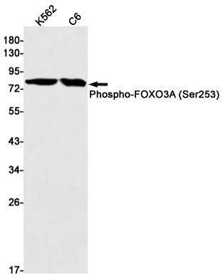 Phospho-FoxO3a (S253) (16M7) Rabbit Monoclonal Antibody