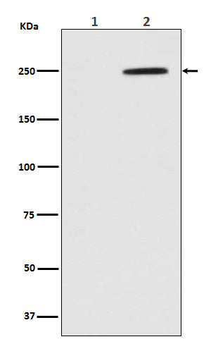 Phospho-GCN2 (T899) (10P11) Rabbit Monoclonal Antibody