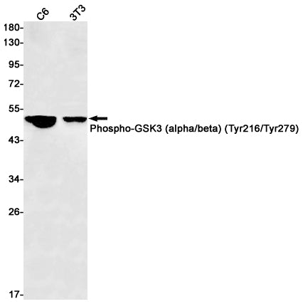 Phospho-GSK3 (alpha + beta)(Y216 + Y279) (17D9) Rabbit Monoclonal Antibody