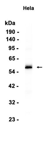 Phospho-IRF3 (S386) (7S3) Rabbit Monoclonal Antibody
