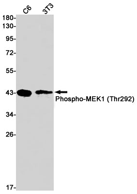 Phospho-MEK1 (S298) (12M10) Rabbit Monoclonal Antibody