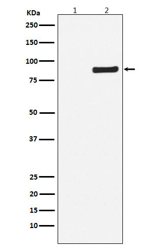 Phospho-NAK/TBK1 (S172) (10J4) Rabbit Monoclonal Antibody