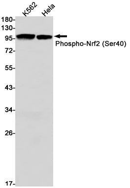 Phospho-Nrf2 (S40) (9X12) Rabbit Monoclonal Antibody