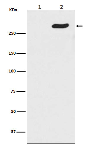 Phospho-POLR2A (S5) (15M1) Rabbit Monoclonal Antibody