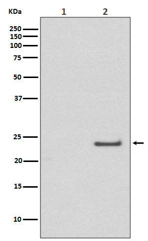 Phospho-Rac1/Cdc42 (Ser71) (16U12) Rabbit Monoclonal Antibody
