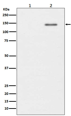 Phospho-SHIP (Y1020) (11Q1) Rabbit Monoclonal Antibody