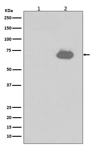 Phospho-SHP2 (Y542) (7K17) Rabbit Monoclonal Antibody
