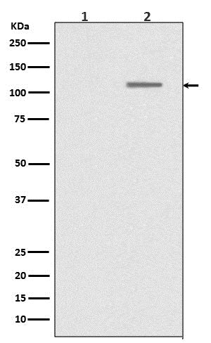 Phospho-SIRT1 (S47) (2Y6) Rabbit Monoclonal Antibody