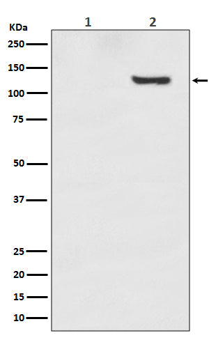 Phospho-SIRT1 (T530) (4C14) Rabbit Monoclonal Antibody