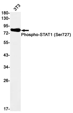 Phospho-STAT1 (S727) (6Q18) Rabbit Monoclonal Antibody