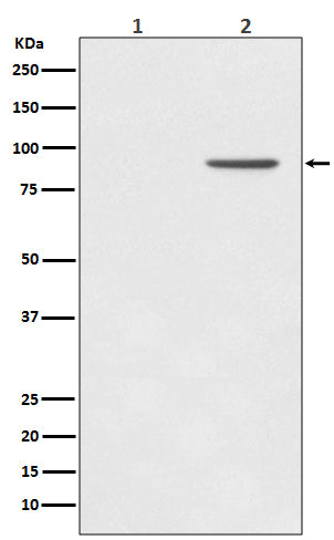 Phospho-STAT1 (Y701) (3W10) Rabbit Monoclonal Antibody