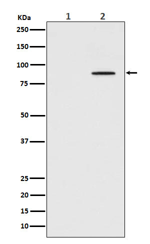 Phospho-STAT3 (Y705) (13H8) Rabbit Monoclonal Antibody