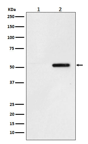 Phospho-Tau (S324) (14G5) Rabbit Monoclonal Antibody