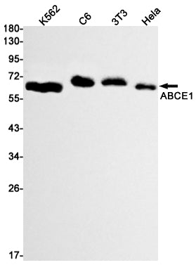 ABCE1 (4P16) Rabbit Monoclonal Antibody