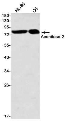 Aconitase 2 (15R17) Rabbit Monoclonal Antibody