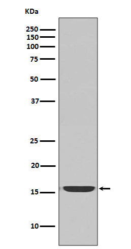 active Caspase-3 (2M18) Rabbit Monoclonal Antibody