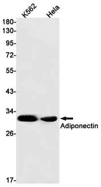 Adiponectin (18K12) Rabbit Monoclonal Antibody