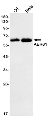 AER61 (11Q1) Rabbit Monoclonal Antibody