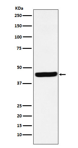 AHA1 (3L10) Rabbit Monoclonal Antibody