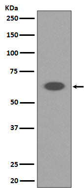 AIF (11G15) Rabbit Monoclonal Antibody