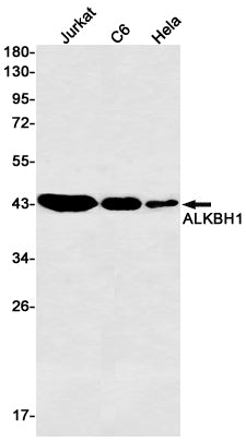 ALKBH1 (1S13) Rabbit Monoclonal Antibody