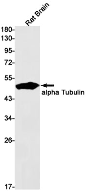 alpha Tubulin (18T6) Rabbit Monoclonal Antibody