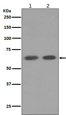 AMPK alpha 1 (18A4) Rabbit Monoclonal Antibody