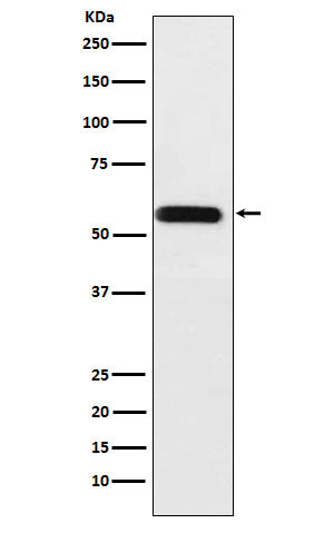 ANGPTL3 (1Z15) Rabbit Monoclonal Antibody
