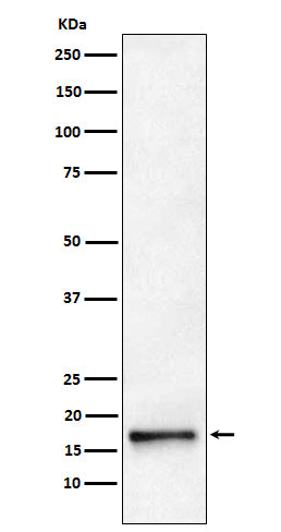 AP2S1 (16G15) Rabbit Monoclonal Antibody