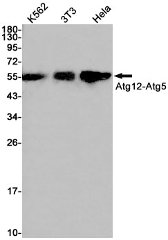 Apg12 (18O8) Rabbit Monoclonal Antibody