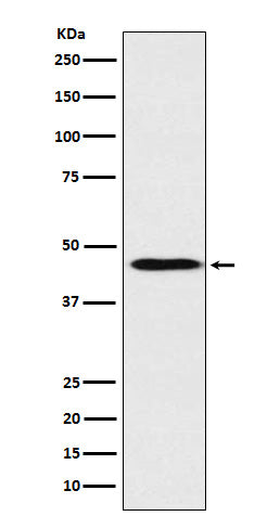 ApoA4 (5G1) Rabbit Monoclonal Antibody