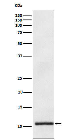 Apolipoprotein A II (14E13) Rabbit Monoclonal Antibody