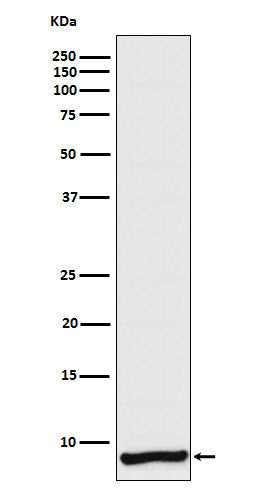 Apolipoprotein CI (10F18) Rabbit Monoclonal Antibody