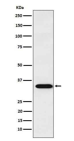 APRIL (1C10) Rabbit Monoclonal Antibody