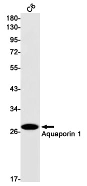 AQP1 (7F6) Rabbit Monoclonal Antibody