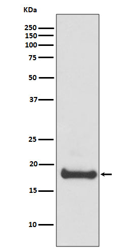 ARF6 (19O13) Rabbit Monoclonal Antibody