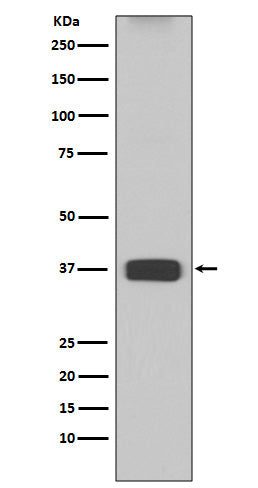 ARG1 (7H3) Rabbit Monoclonal Antibody