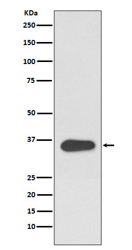 ATF1 (6N1) Rabbit Monoclonal Antibody
