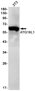 Atg16L1 (3X18) Rabbit Monoclonal Antibody