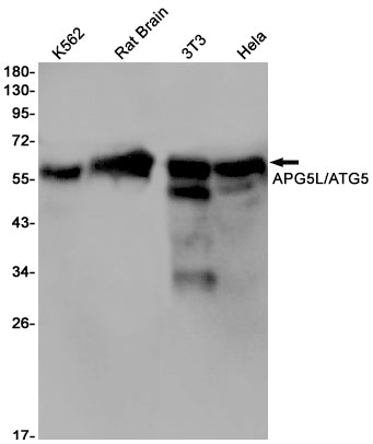 ATG5 (13F16) Rabbit Monoclonal Antibody