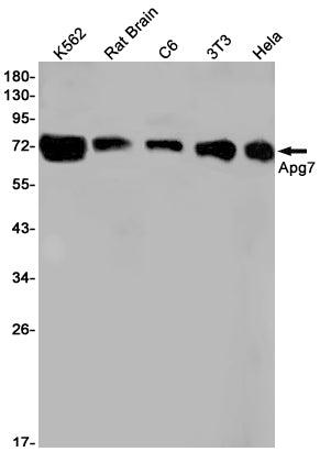 Atg7(Apg7) (18N11) Rabbit Monoclonal Antibody
