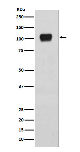 ATG9A (7Z14) Rabbit Monoclonal Antibody