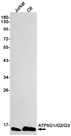 ATP5G1 (9J16) Rabbit Monoclonal Antibody