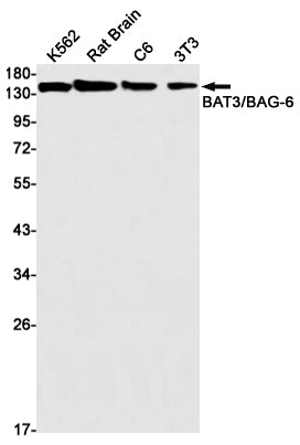 BAT3 (9V6) Rabbit Monoclonal Antibody